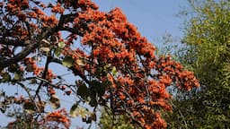 Flames of the forest: A spring journey through Purulia