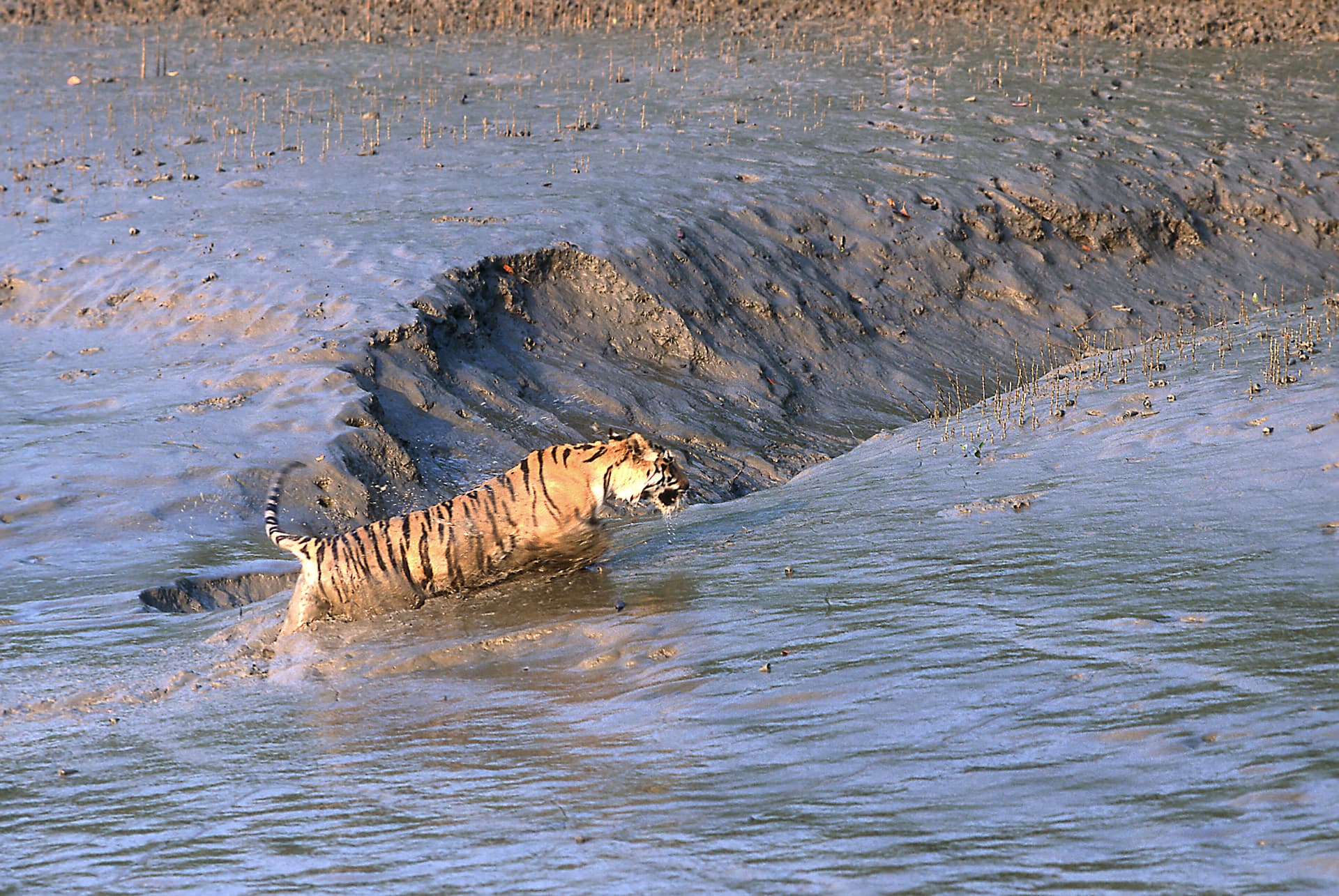 <p><em>A Royal Bengal Tiger glistens golden in the light of the morning sun. (Picture by West Bengal Government)</em></p>