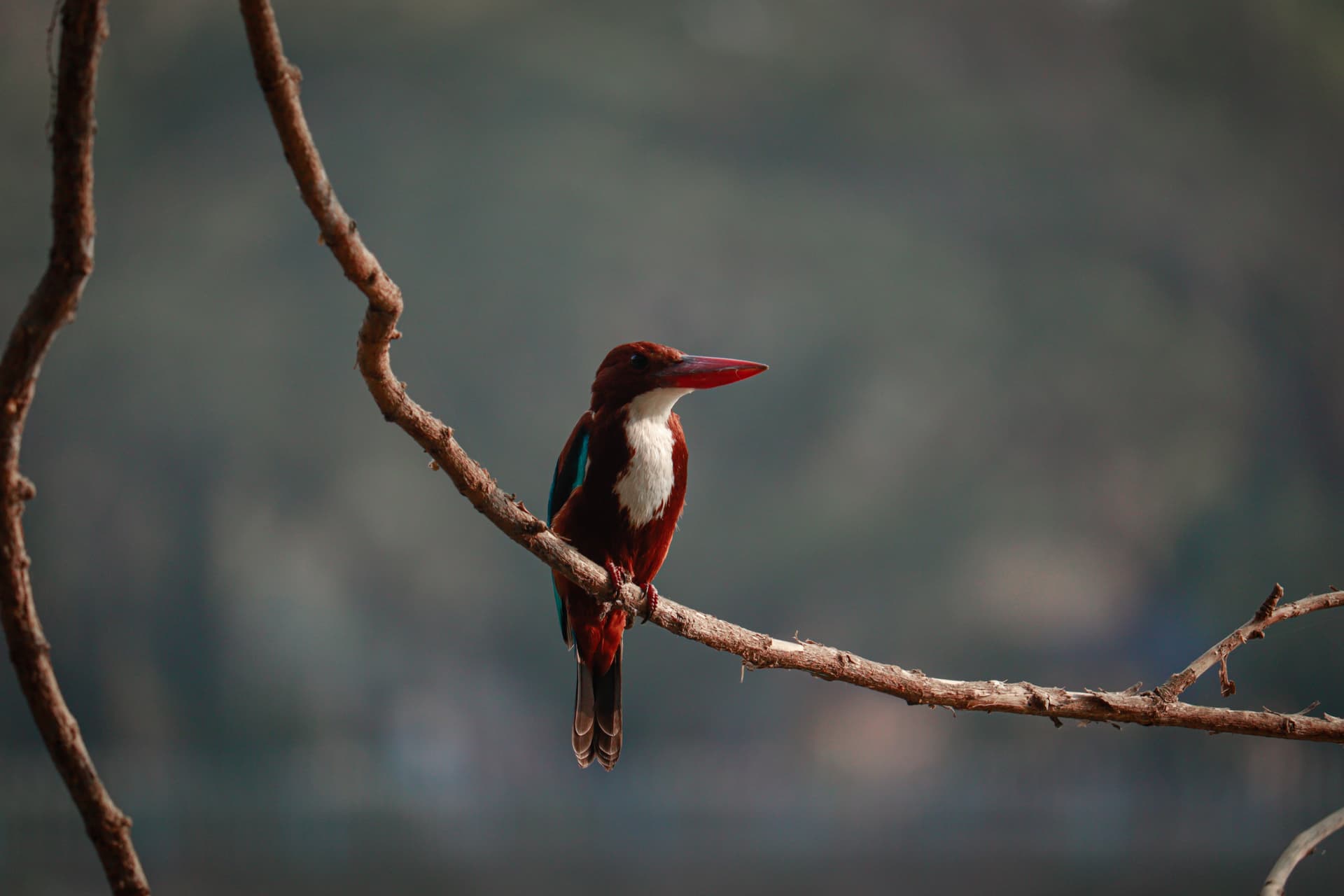 <p><em>Rabindra Sarobar is a good place for birdwatching.</em></p>