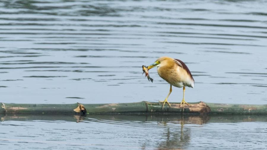 <p>The East Kolkata Wetlands are home to several species of birds. (Picture by Disappearing Dialogues)</p>