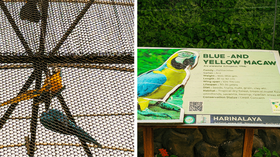 <p>Striking blue and yellow macaws greet visitors near the entrance of New Town Zoo, where colourful, informative plaques provide fascinating details about each species.</p>