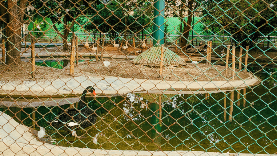 <p>Black swans glide across their water body enclosure, one of the zoo's most photographed attractions since its opening in 2023.</p>