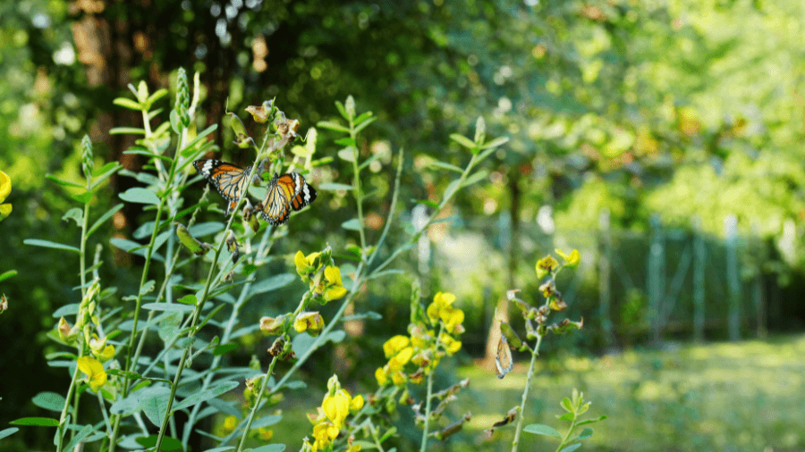 <p>Informative displays and signs educate visitors on butterfly metamorphosis and habitat preservation.</p>
