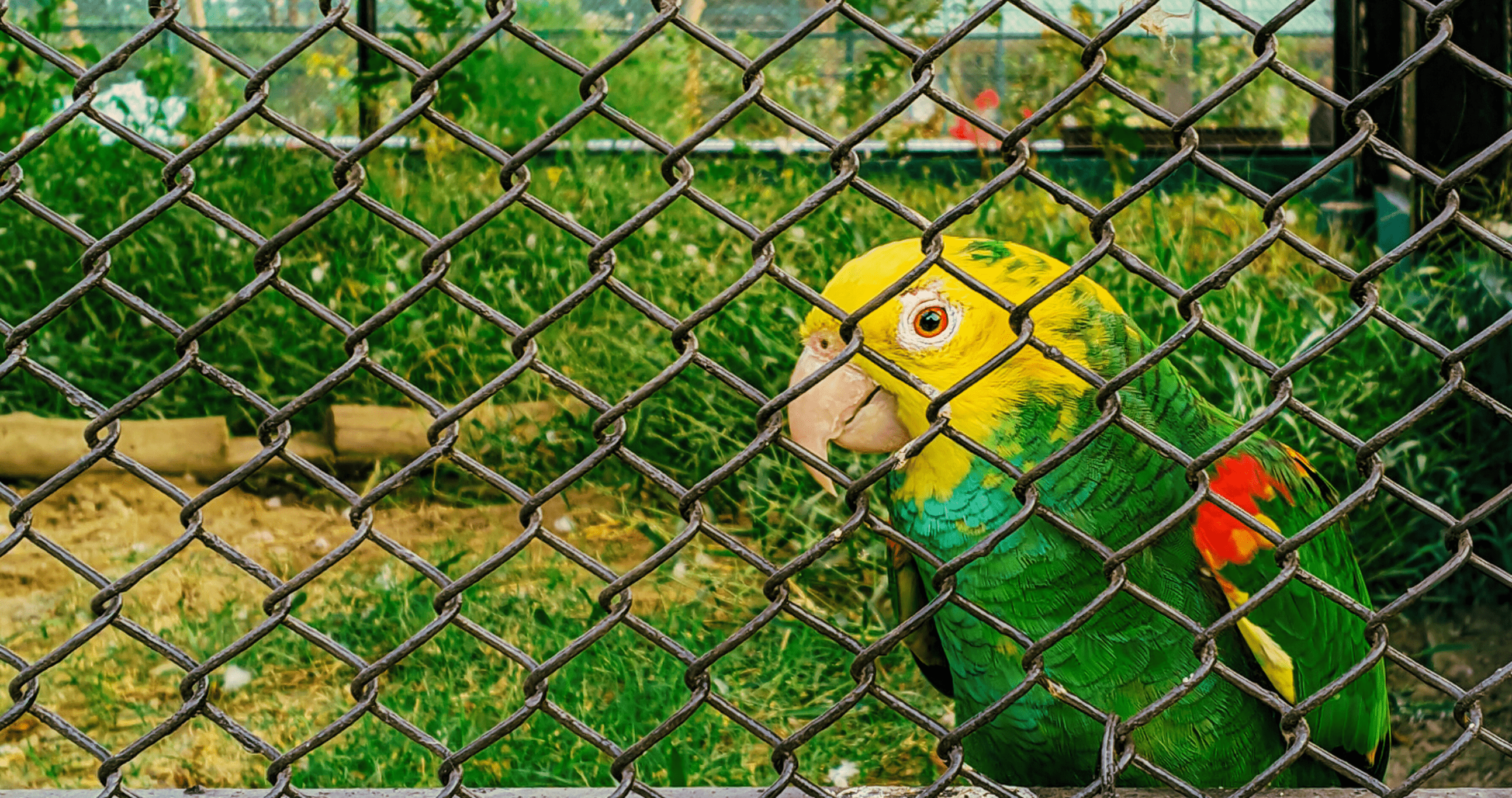 A vividly coloured yellow-headed parrot peers through its enclosure set against lush greenery at New Town Zoo. (All pictures by Krishnungshu Gangopadhay)