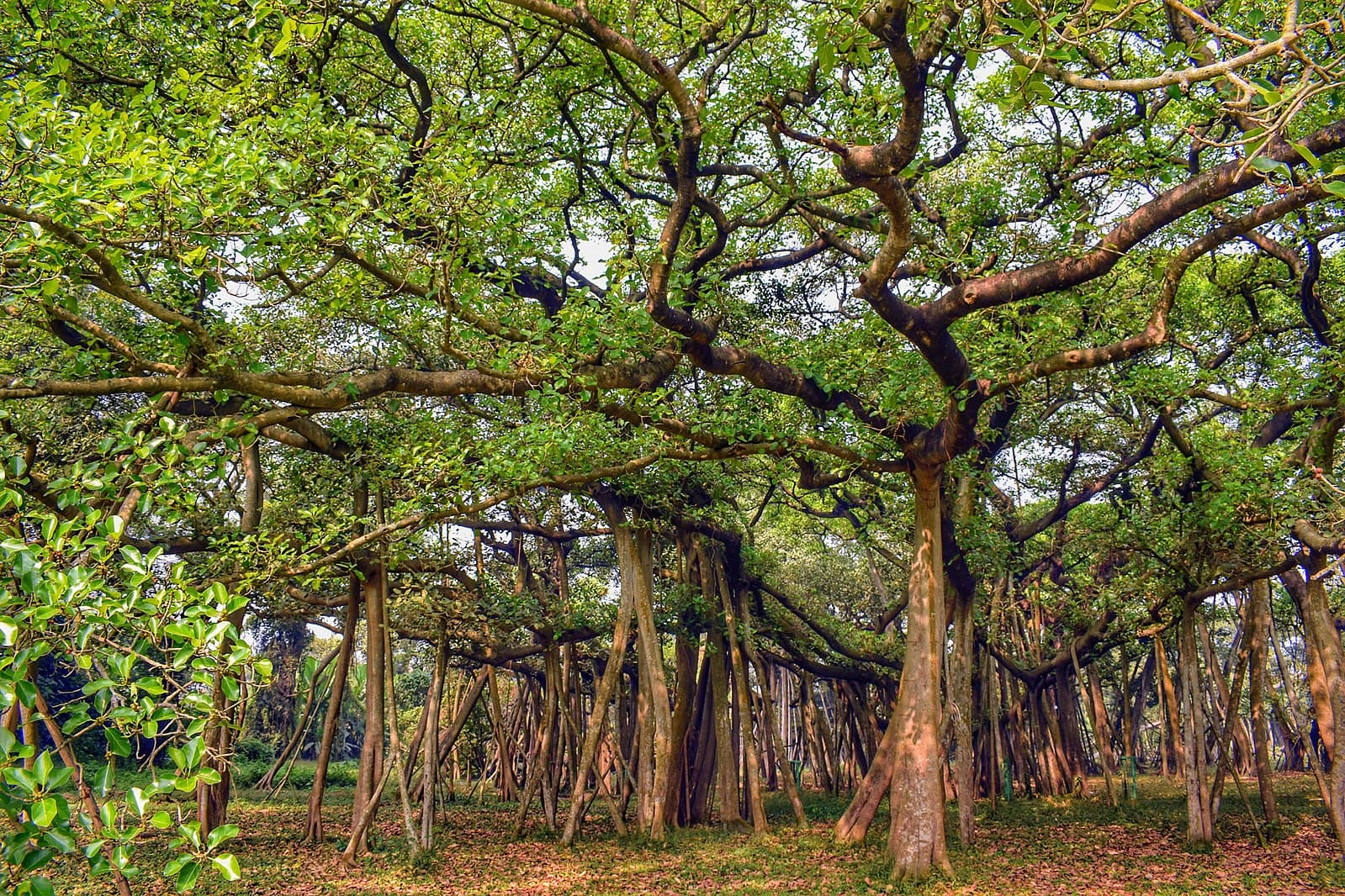 <p>The Great Banyan at Acharya Jagadish Chandra Bose Indian Botanic Garden.</p>