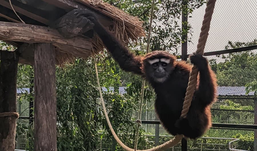 <p>Inaugurated in 2023, Harinalaya Zoo has quickly become a favourite haunt for families on outings. (Picture by <a href="https://wbza.in">https://wbza.in</a>)</p>