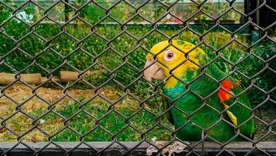 <p>The aviary section also features colourful parrots and cockatoos housed in spacious enclosures.</p>
