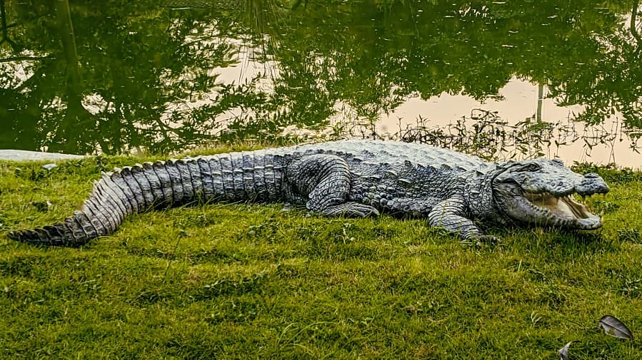 <p>A glimpse into the reptile section featuring the Marsh Crocodile.&nbsp;</p>
