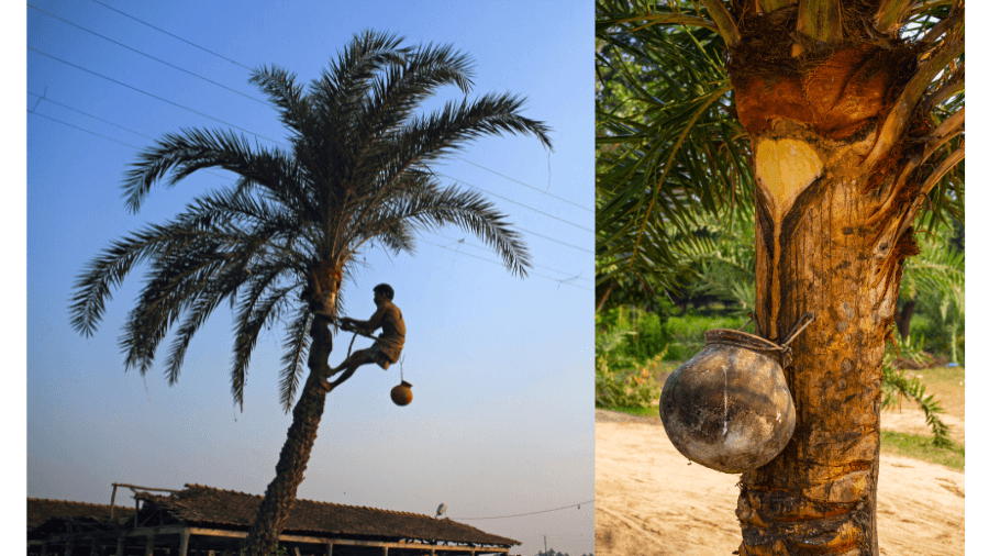 <p>Shiulis climb the tall date palm trees and attach clay pots which collect the sap. (Shutterstock)</p>