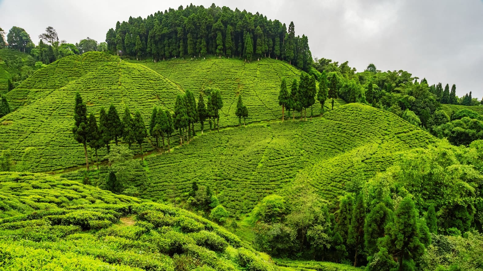<p>A panoramic view of the Darjeeling hills carpeted in tea, with mist rolling through the valleys — the landscape that captivated British planners and travellers for generations. (Shutterstock)</p>