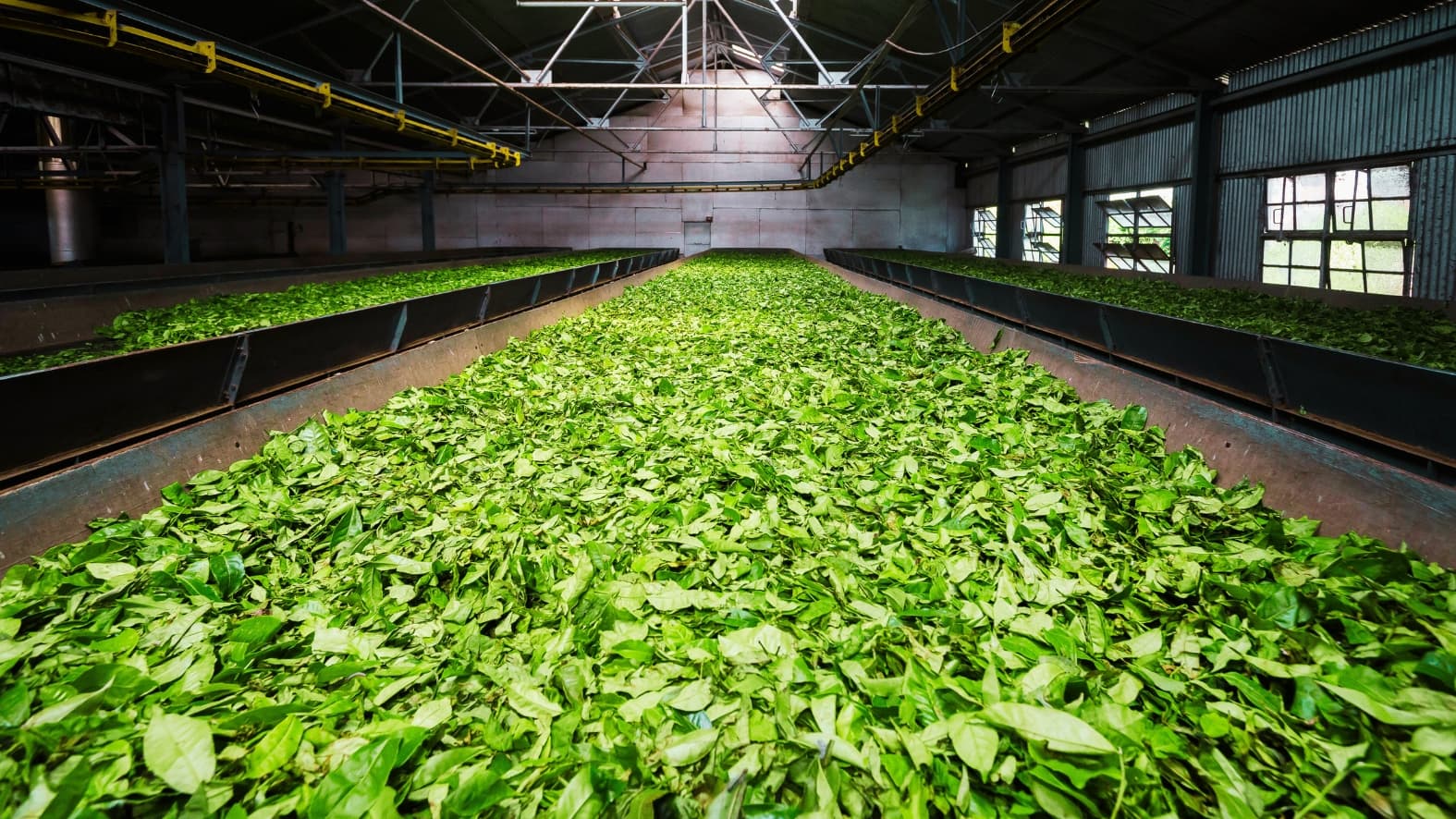 <p>Freshly plucked leaves spread across withering troughs in a Darjeeling factory — the first step in processing, where moisture is slowly drawn out before rolling and oxidation begin. (Shutterstock)</p>