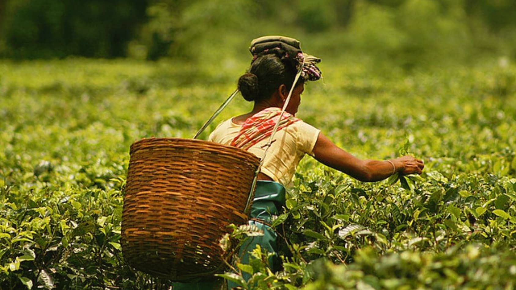 <p>A plucker demonstrating the "two leaves and a bud" technique, the precise, generational skill at the heart of Darjeeling tea's delicate character. (Picture by Akarsh Simha, Wikimedia Commons)</p>